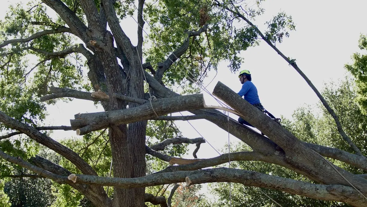Professional Crown Thinning performed by certified arborists in Corral